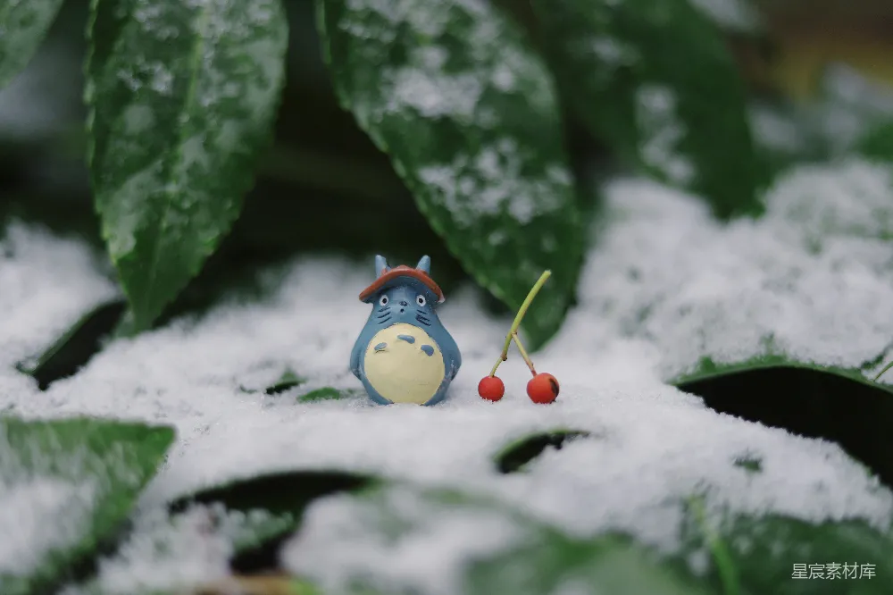 高清摄影 小猫 雪地 樱桃 冬日 自然 冬日小猫与雪地樱桃