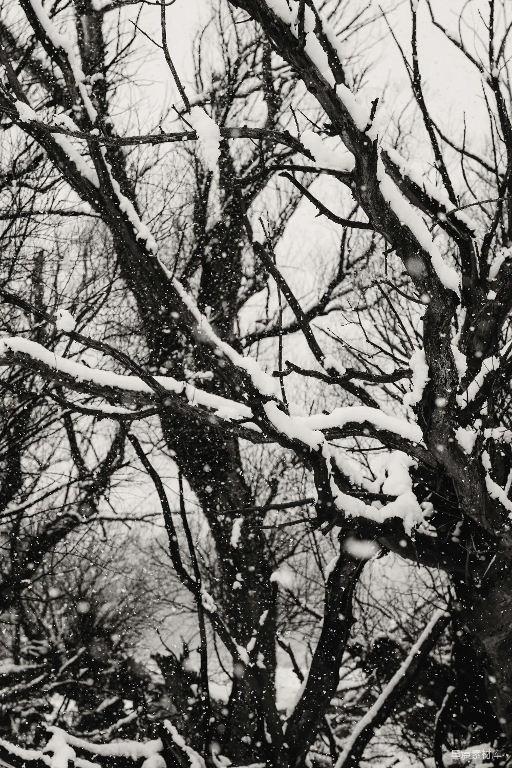 高清摄影 雪景 冬季 枯木 黑白 自然 雪中的枯木