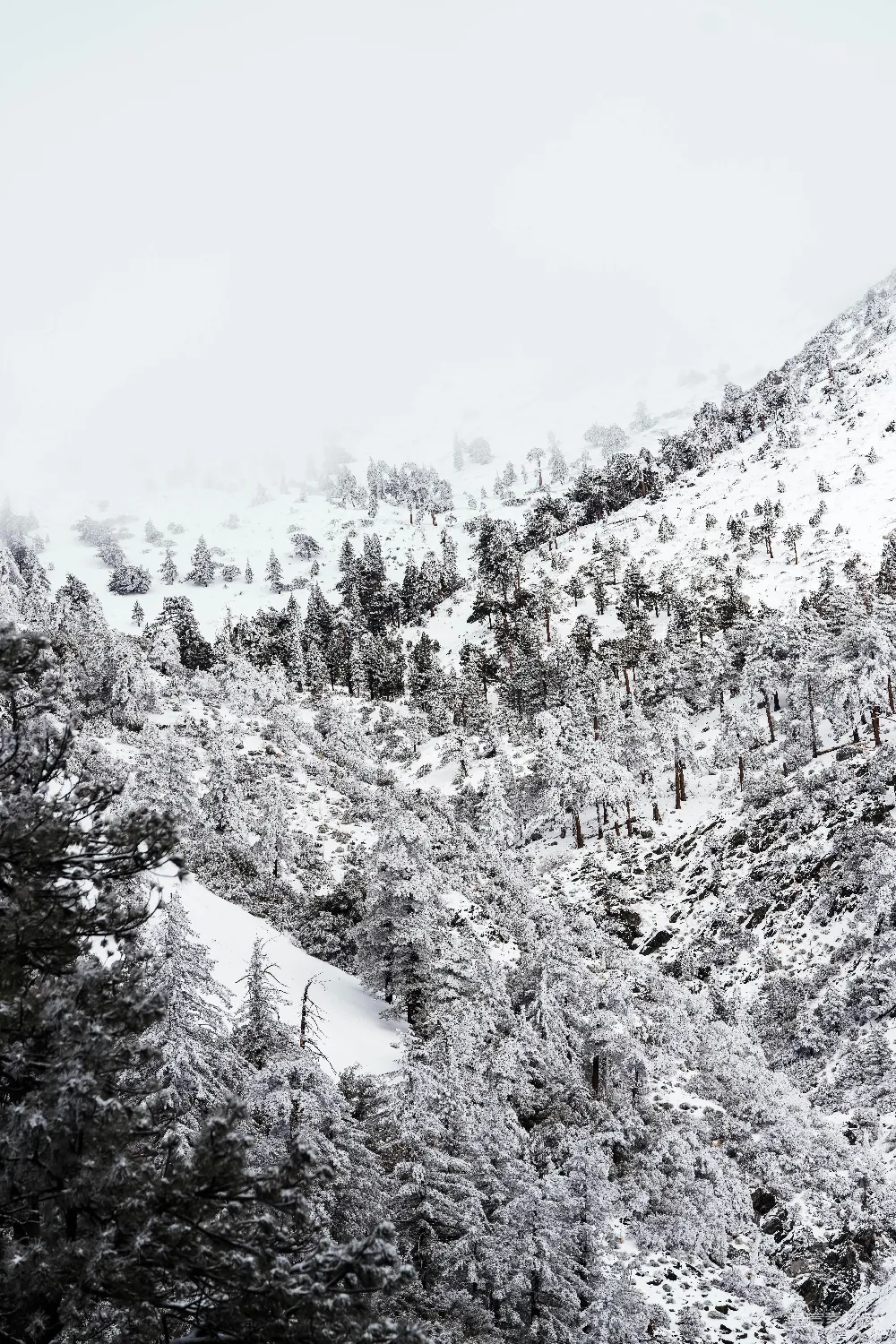 高清摄影 雪景 山林 自然 冬季 风景 冬日山林雪景