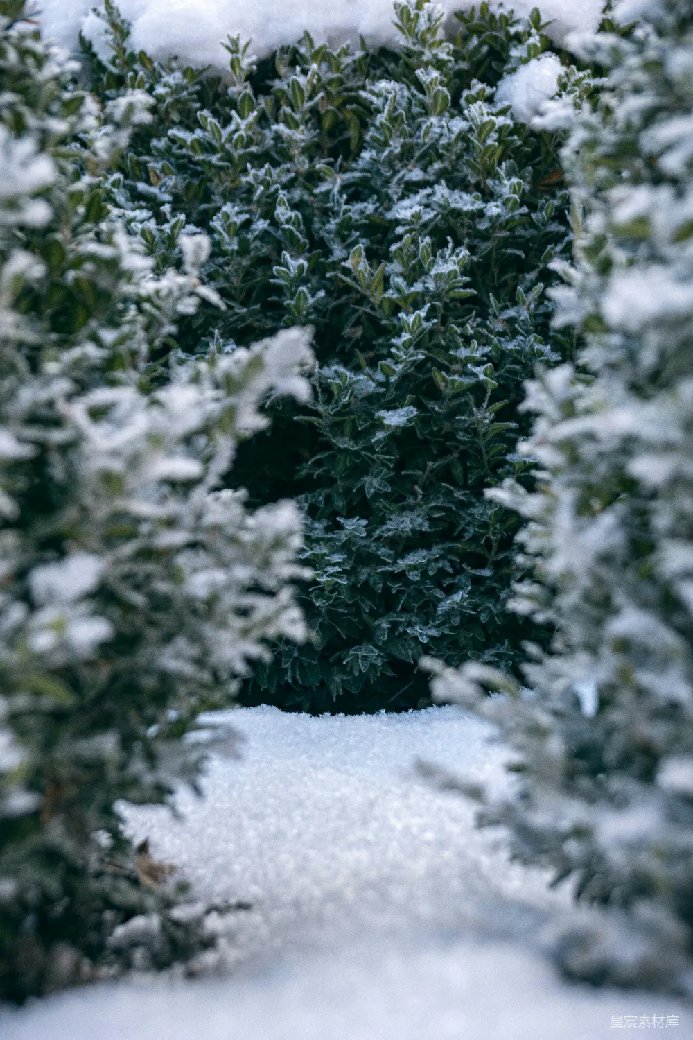 高清摄影 冬日 自然 植物 雪景 宁静 冬日绿植上的霜与雪