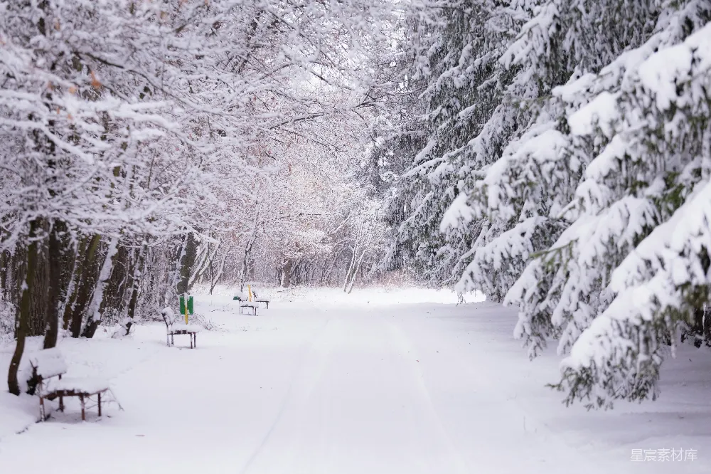 高清摄影 雪景 森林 冬季 自然风光 户外 雪景中的林间小道