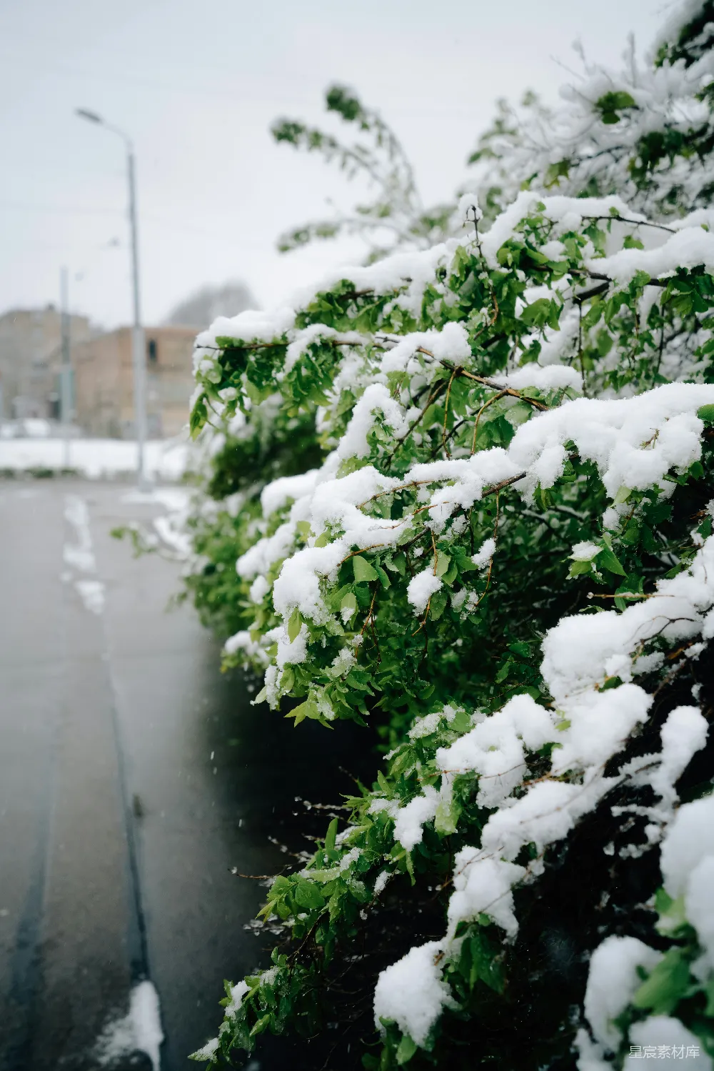 高清摄影 雪景 自然 户外 春天 绿植 雪中绿意盎然的树枝