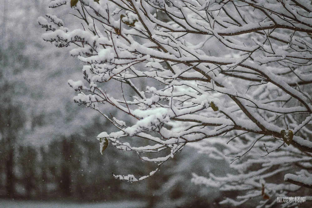 高清摄影 雪景 自然 冬季 宁静 户外 冬日雪景中的树枝