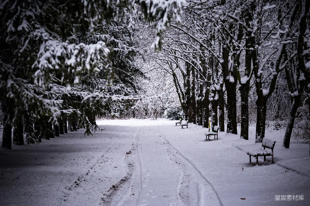 高清摄影 冬日 雪景 自然 小路 宁静 冬日雪景中的林间小道
