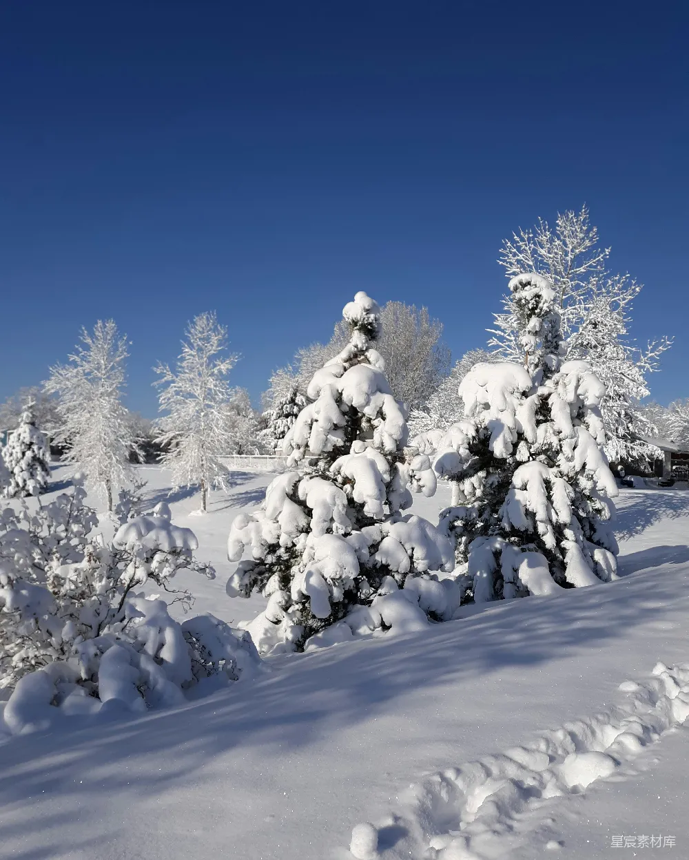 高清摄影 雪景 自然风光 冬季 户外 宁静 冬日雪景下的松树