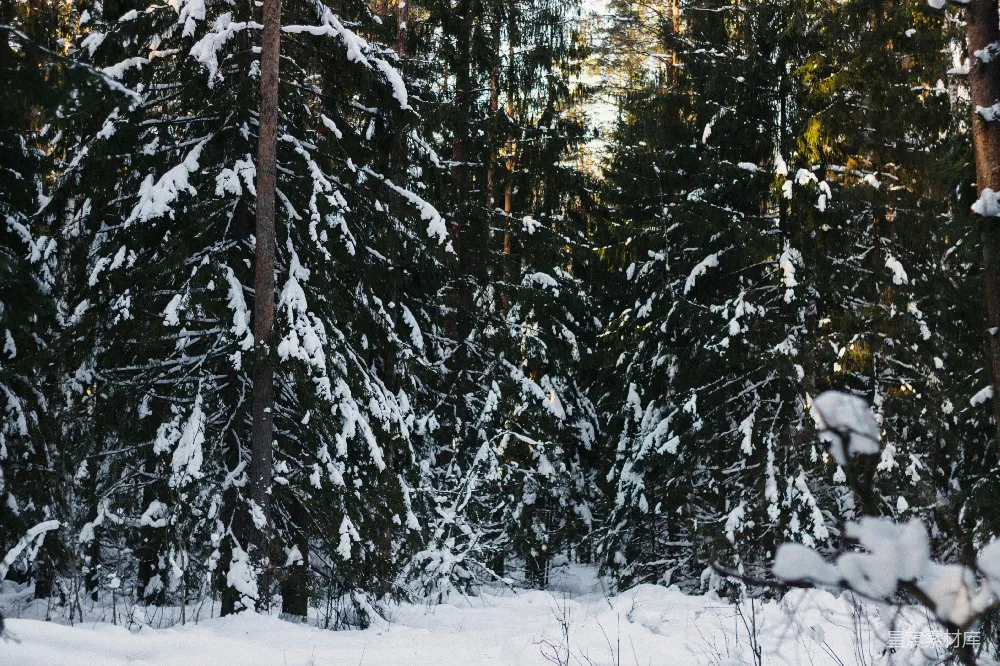 高清摄影 冬季 雪景 森林 自然 宁静 冬日雪林静谧之美