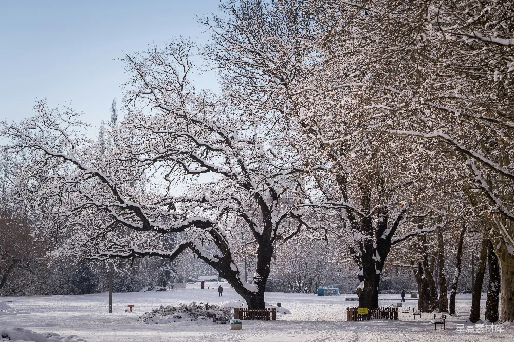 高清摄影 雪景 树木 冬季 自然风光 户外 冬日雪景中的树