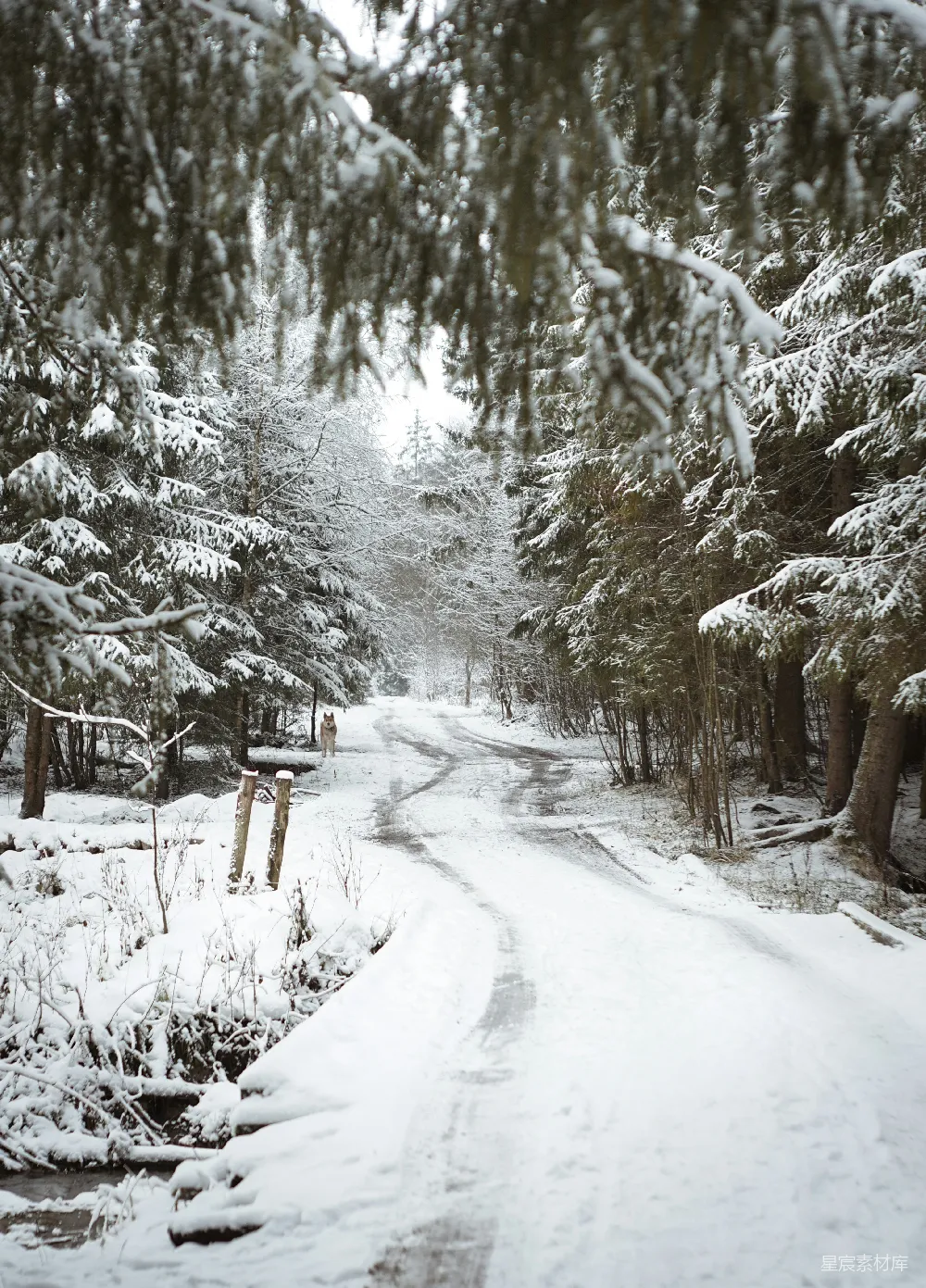 高清摄影 雪景 森林 冬季 自然 宁静 雪地中的森林小径