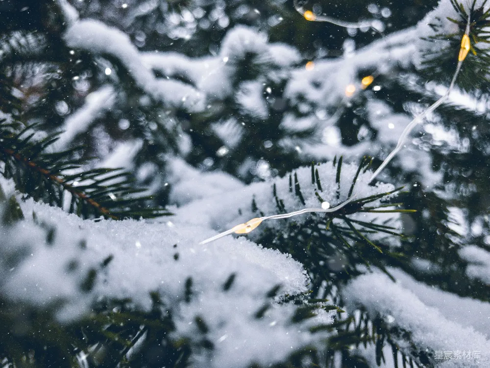 高清摄影 冬日 松树 雪景 灯光 自然 冬日松枝上的小灯