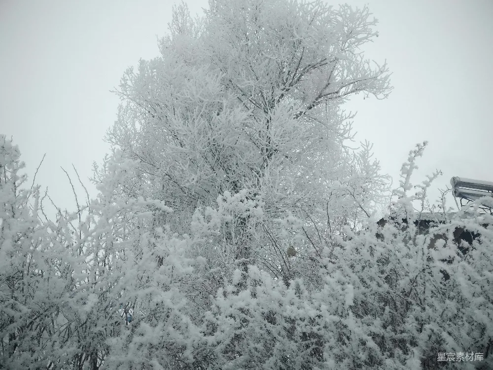 高清摄影 雪景 冬季 自然风光 户外 冰凌 冬日雪景中的冰凌树