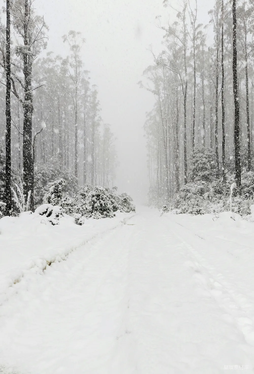 高清摄影 雪景 自然风光 冬季 森林 宁静 雪中的林间小道