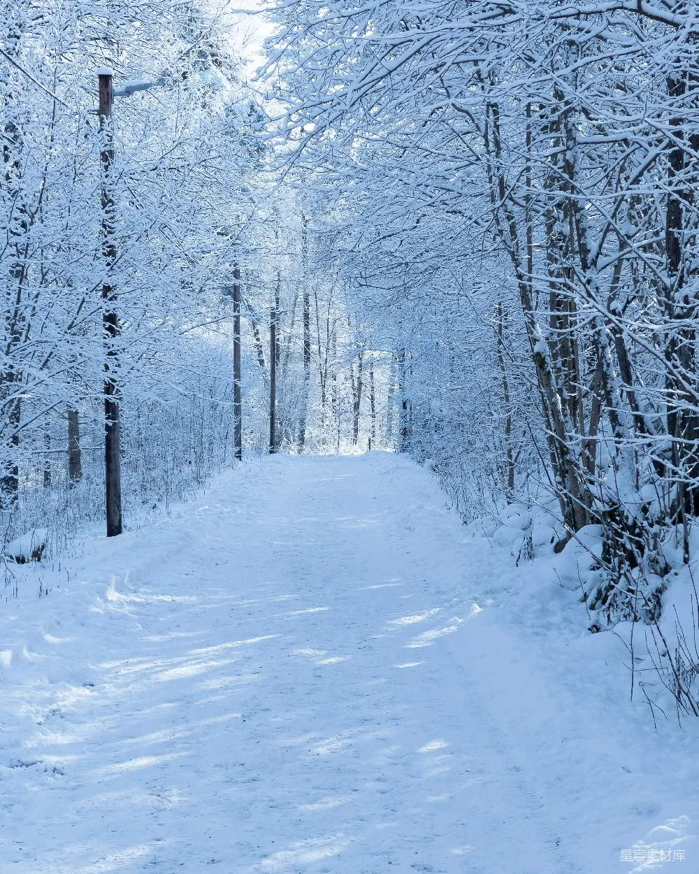 高清摄影 雪景 森林 小径 冬季 自然 雪后的森林小径
