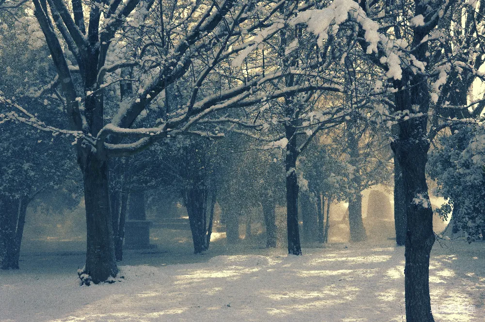 高清摄影 冬季 雪景 自然 静谧 森林 冬日雪景中的静谧森林