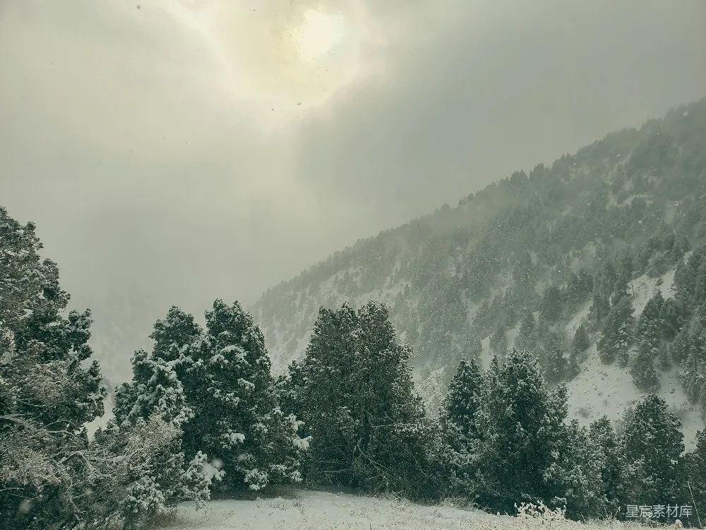 高清摄影 自然风光 冬季 雪景 山林 宁静 雪景中的松树林