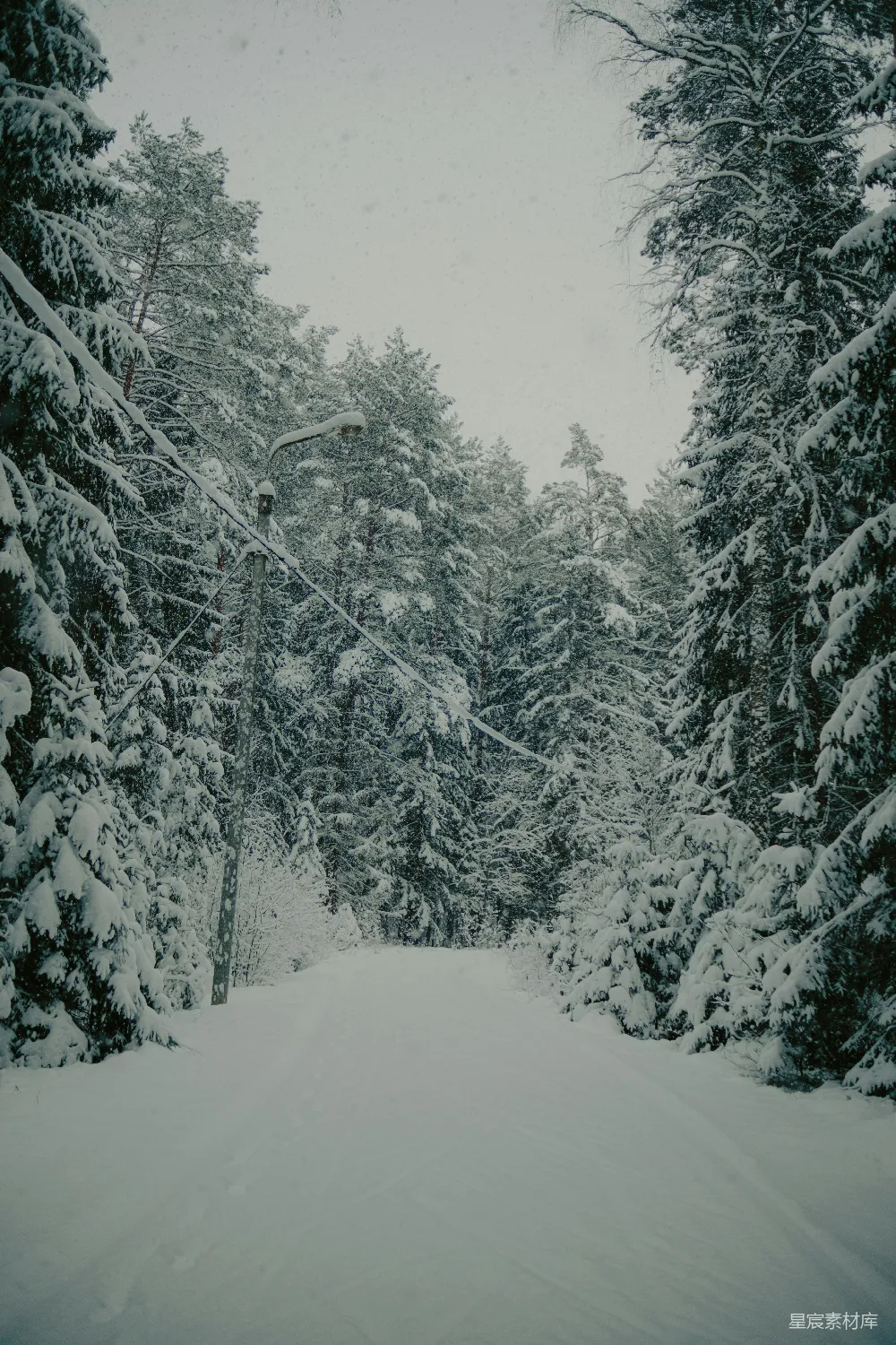 高清摄影 冬景 雪景 森林 小径 自然 冬日雪景中的森林小径