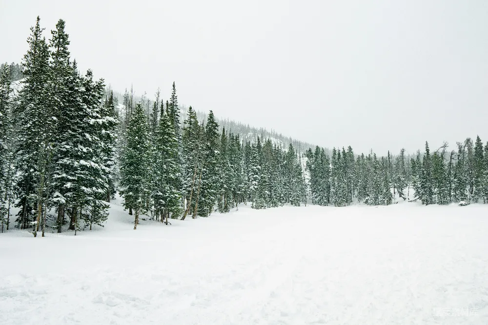 高清摄影 雪景 冬季 自然 森林 宁静 冬日森林雪景