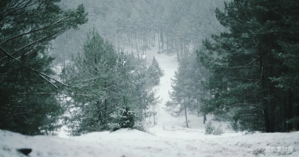 高清摄影 雪景 自然风光 松树林 宁静 冬季 雪中松林小道