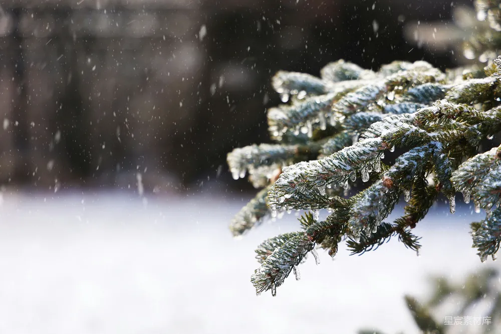 高清摄影 冬日 松树 自然 雪景 宁静 冬日松枝上的雪花
