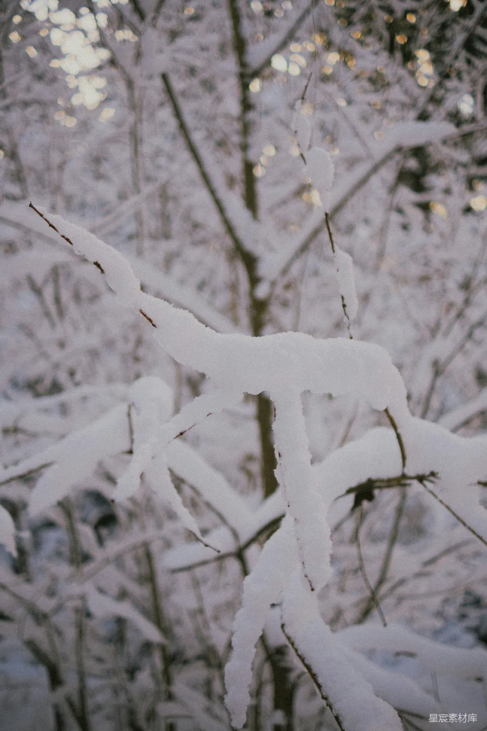高清摄影 雪景 自然 冬季 宁静 户外 雪中的树枝