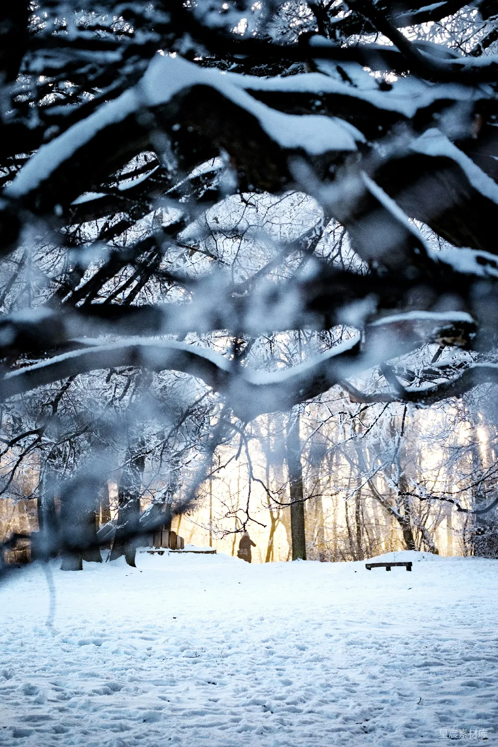 高清摄影 冬日 雪景 宁静 自然 户外 冬日雪景中的宁静时光