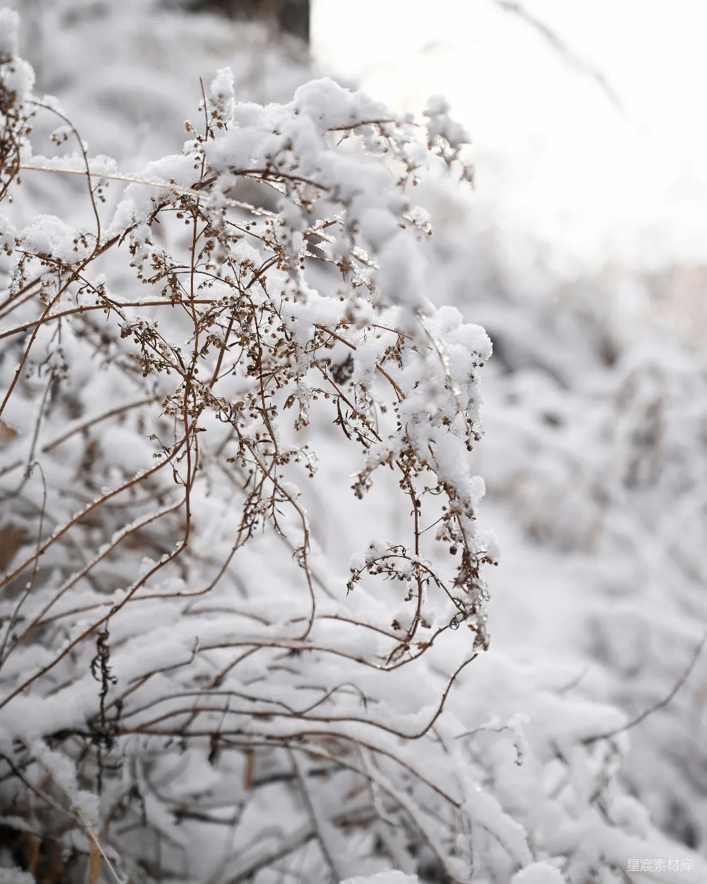 高清摄影 雪景 冬季 自然 静谧 风景 雪中的植物