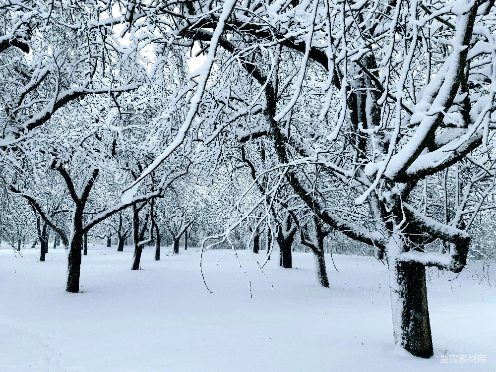 高清摄影 冬景 雪景 树木 自然 宁静 冬日雪景中的树木