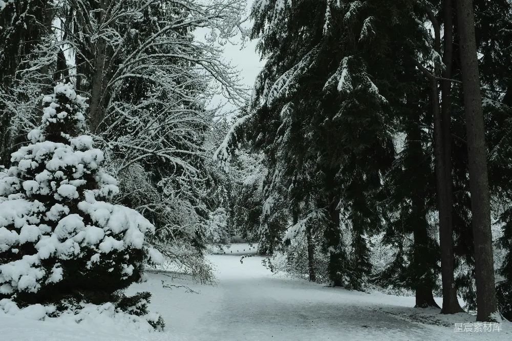 高清摄影 雪景 森林 冬季 宁静 自然 冬日雪景中的森林小径