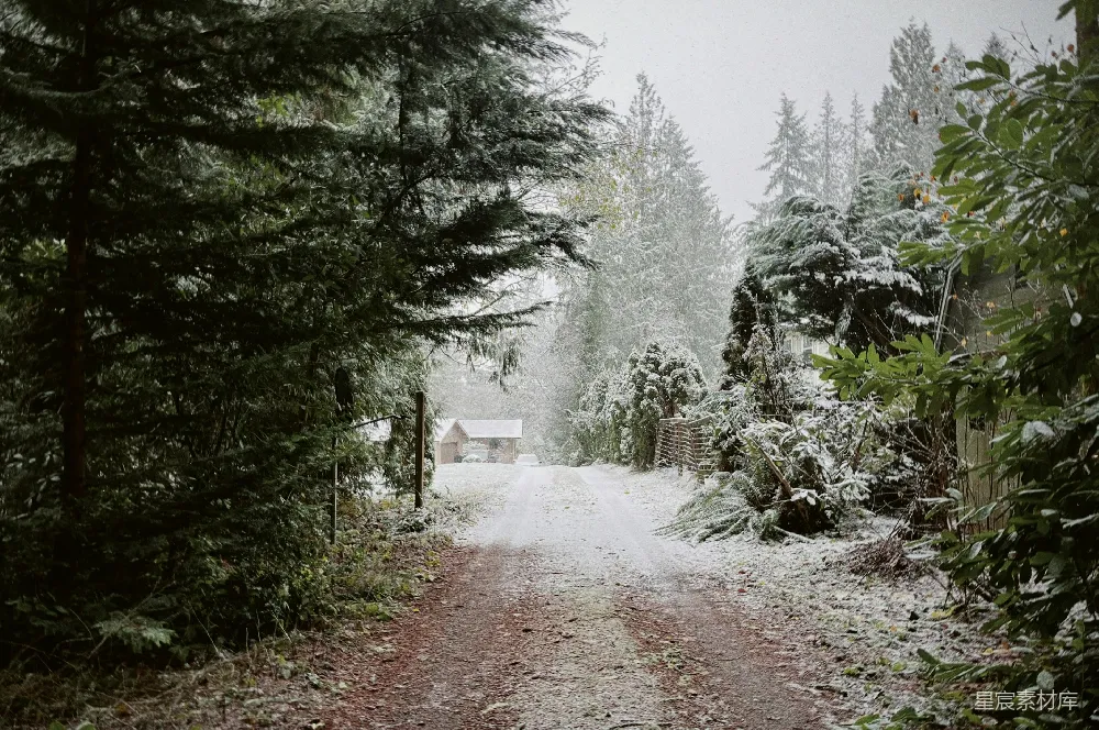 高清摄影 冬日 小径 雪景 静谧 自然 冬日小径的静谧