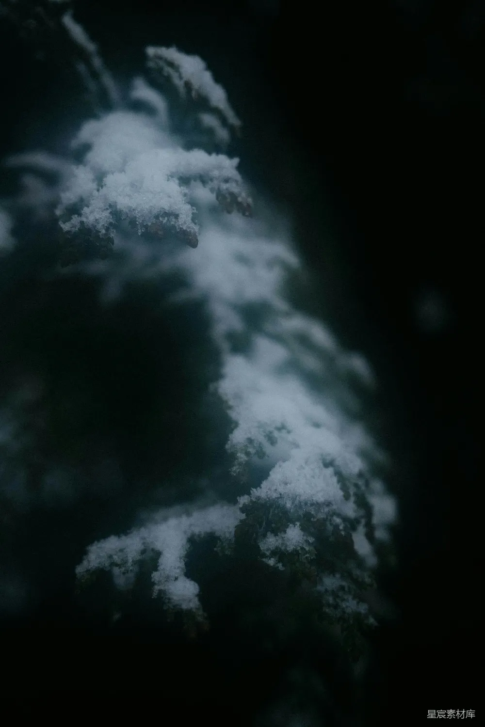 高清摄影 冬日 松枝 雪景 自然 宁静 冬日松枝的静谧之美