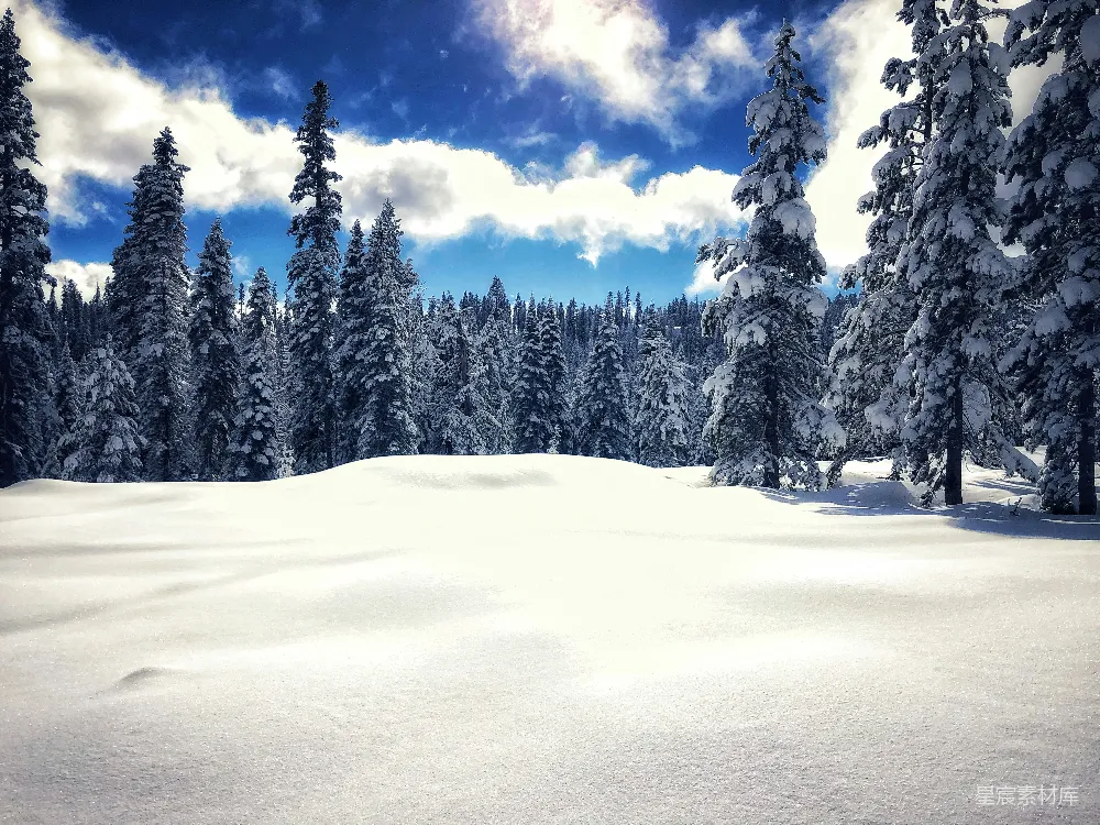 高清摄影 雪景 松树林 冬季 自然风光 宁静 雪景中的松树林