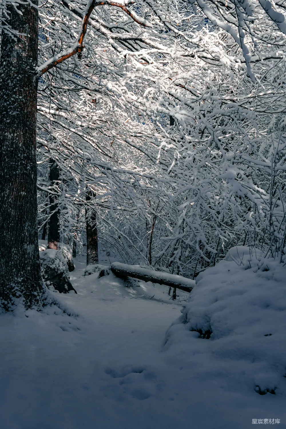 高清摄影 冬景 雪景 森林 自然 宁静 冬日雪景中的森林小径