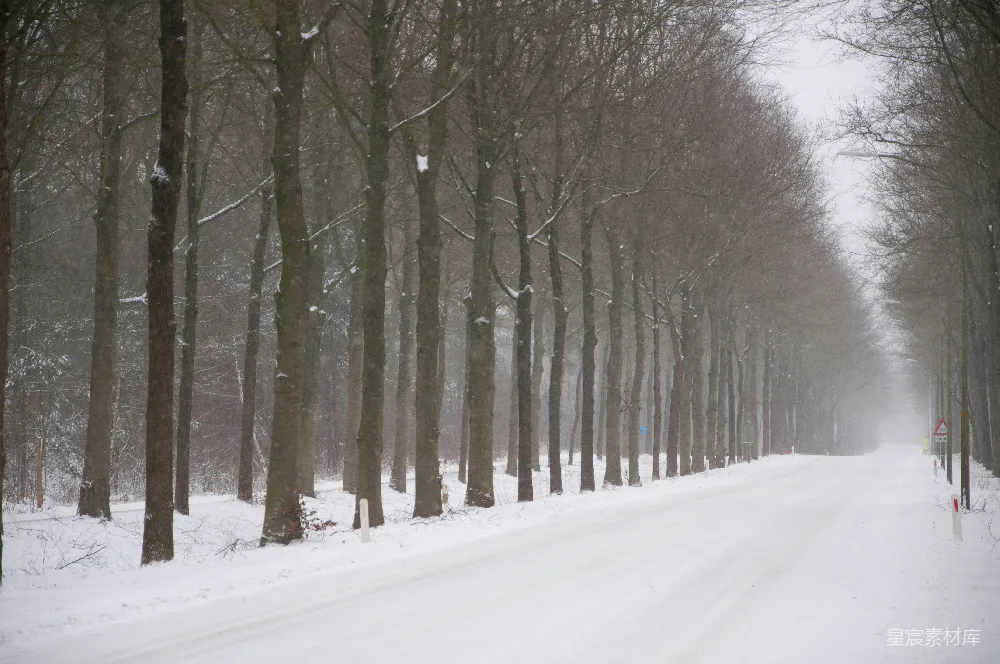 高清摄影 雪景 冬季 树木 道路 自然 冬日雪景中的林荫道