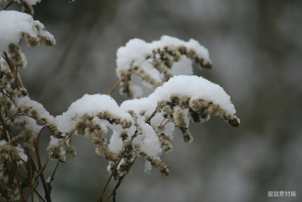 高清摄影 冬季 自然 雪景 植物 寒冷 冬日雪中的植物