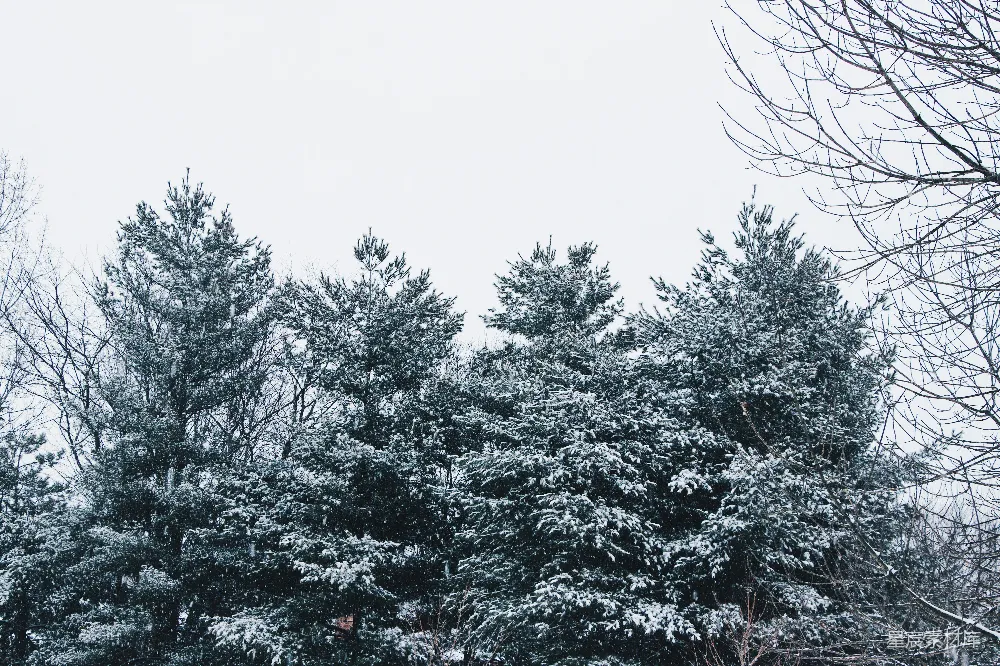 高清摄影 雪景 冬季 树木 自然风光 宁静 冬日雪景