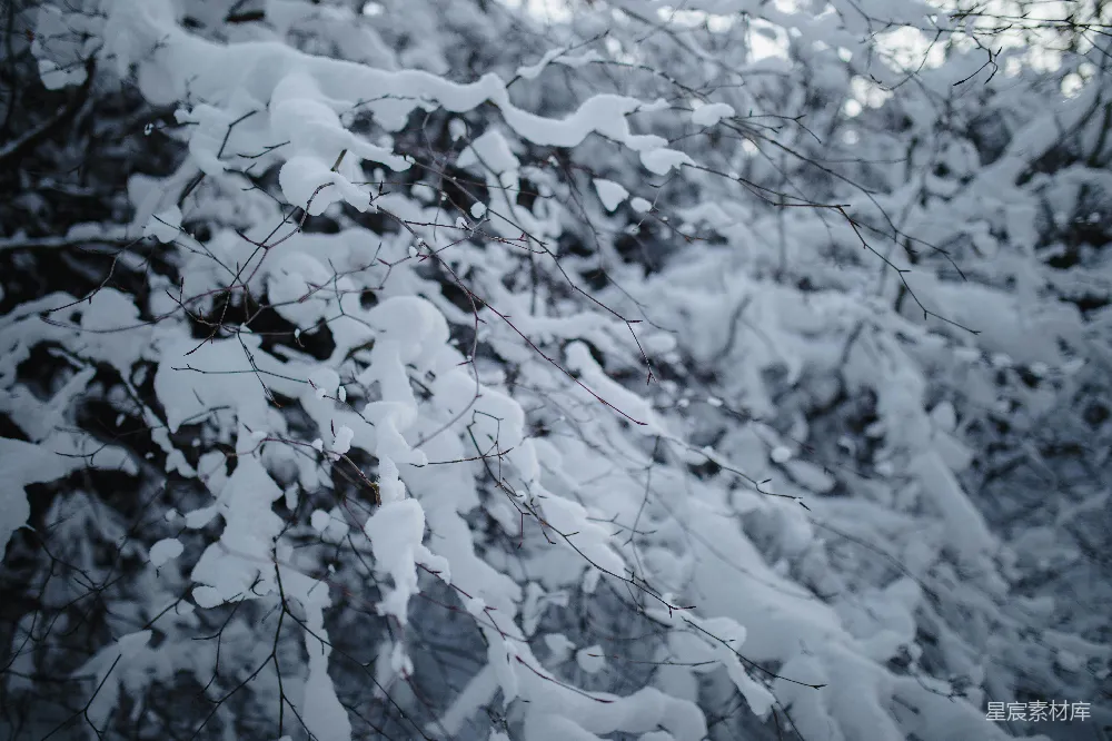 高清摄影 冬季 自然 雪景 宁静 户外 雪覆盖的树枝