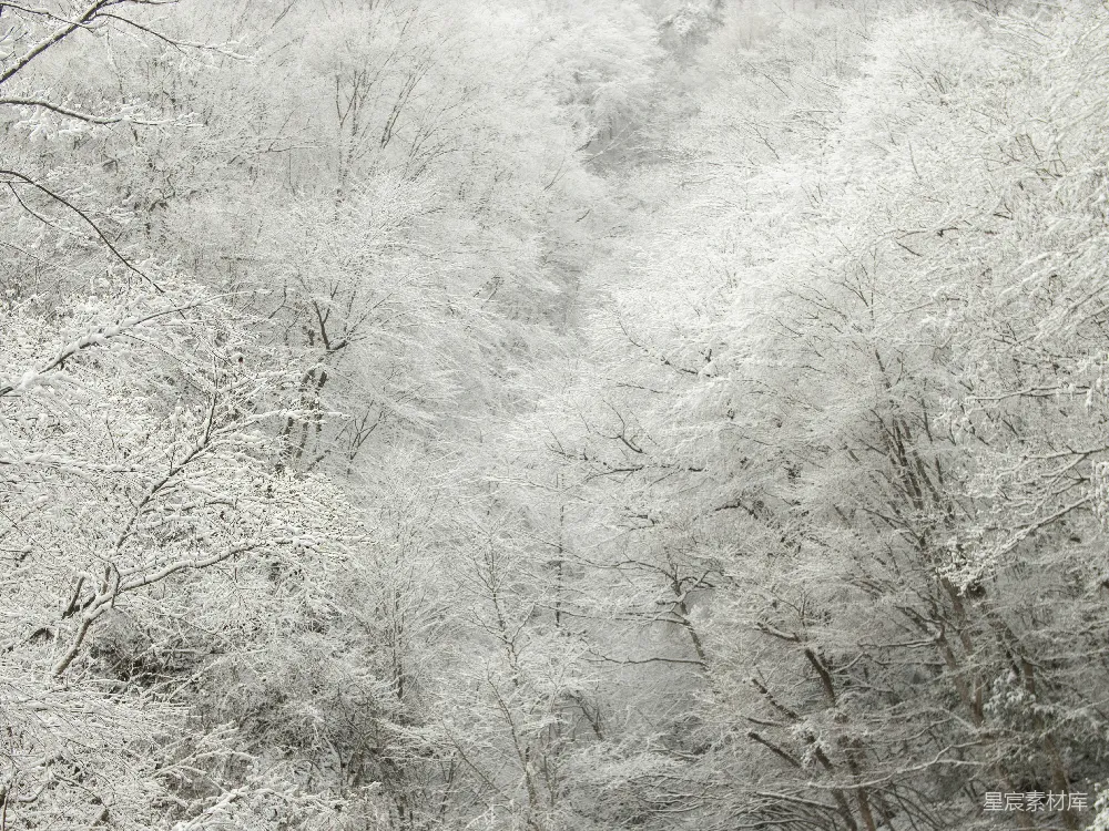 高清摄影 雪景 森林 冬季 自然风光 宁静 雪后森林
