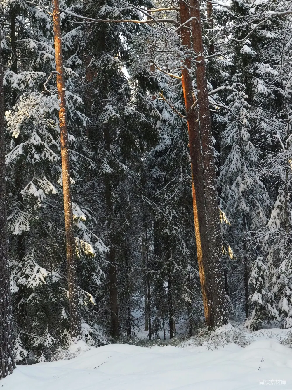 高清摄影 雪景 森林 自然 冬季 宁静 冬日雪林中的温暖阳光