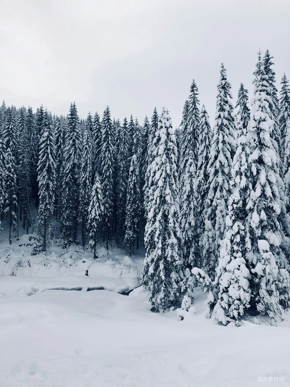 高清摄影 冬季 森林 雪景 自然 宁静 雪后的松树林