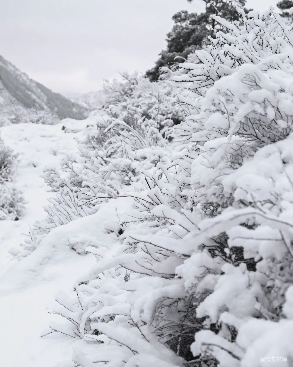 高清摄影 雪景 冬季 自然风光 静谧 山林 冬日雪景：静谧的山林