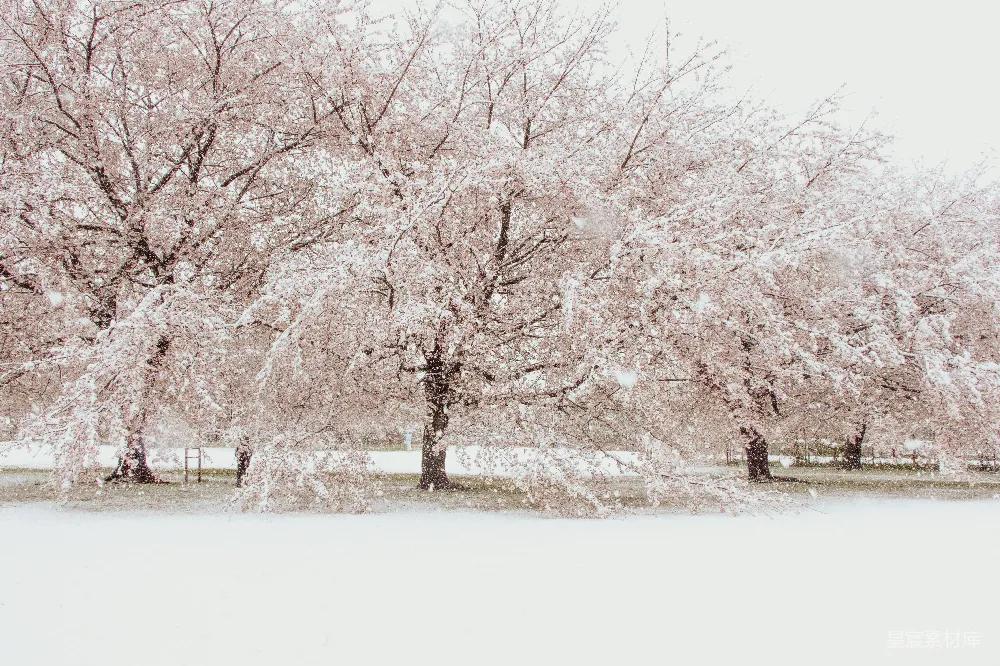 高清摄影 冬季 樱花 雪景 自然风光 户外 冬日樱花雪景