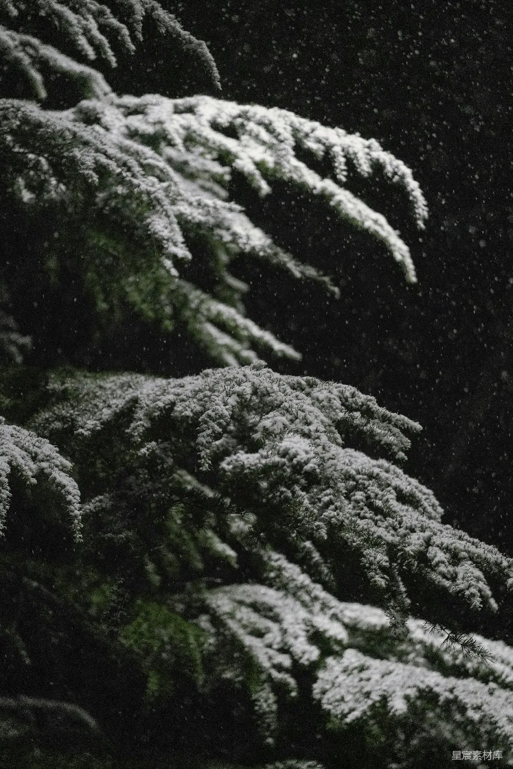 高清摄影 冬景 自然 雪景 松树 宁静 冬日松树雪景