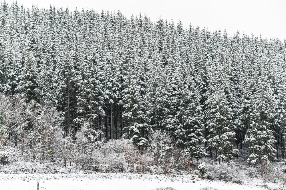 高清摄影 雪景 冬季 自然风光 森林 宁静 冬日雪景中的松树林