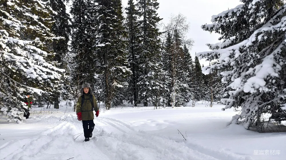高清摄影 雪景 森林 户外活动 自然风光 冬季 冬日雪林中的探险者