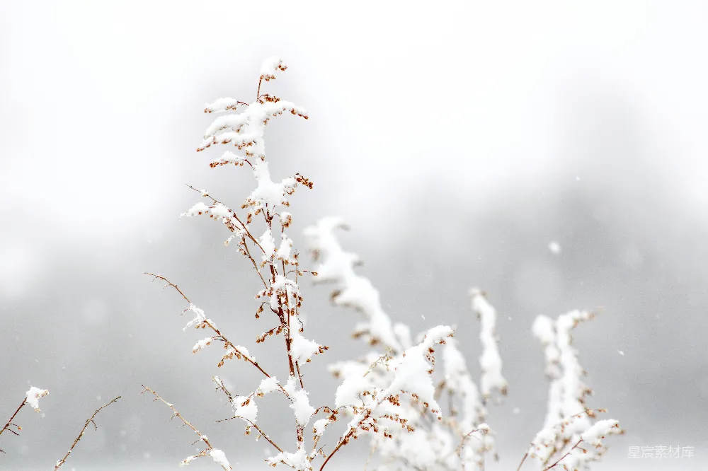 高清摄影 雪景 枯草 冬季 自然 宁静 冬日雪景中的枯草