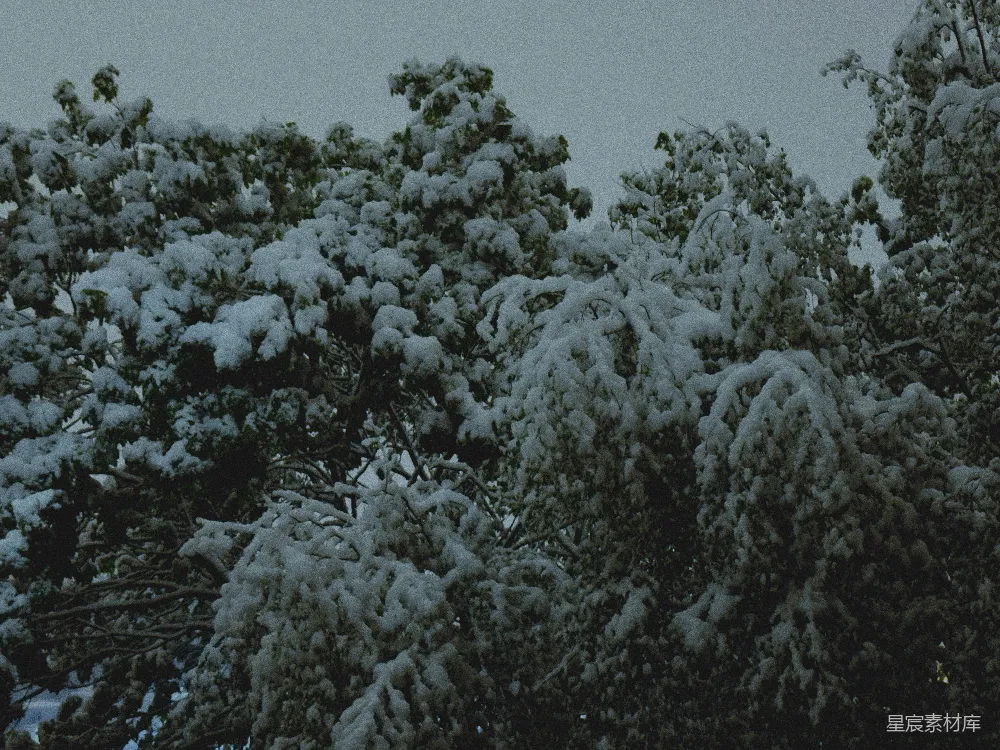 高清摄影 雪景 自然 宁静 冬季 户外 雪后的宁静树枝