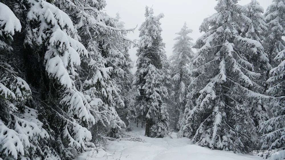 高清摄影 雪景 自然风光 森林 冬季 宁静 雪中的松林
