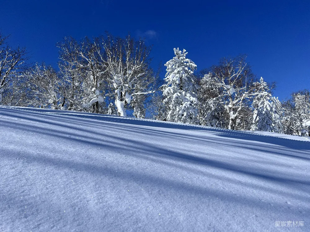 高清摄影 雪景 冬日 自然 树影 宁静 冬日雪景下的树影