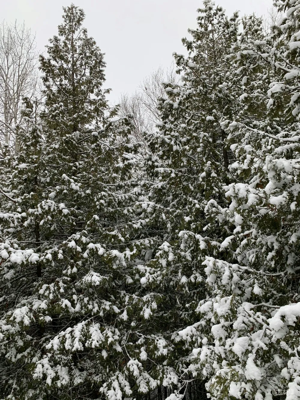 高清摄影 冬季 雪景 自然风光 户外 宁静 冬日雪景中的松树