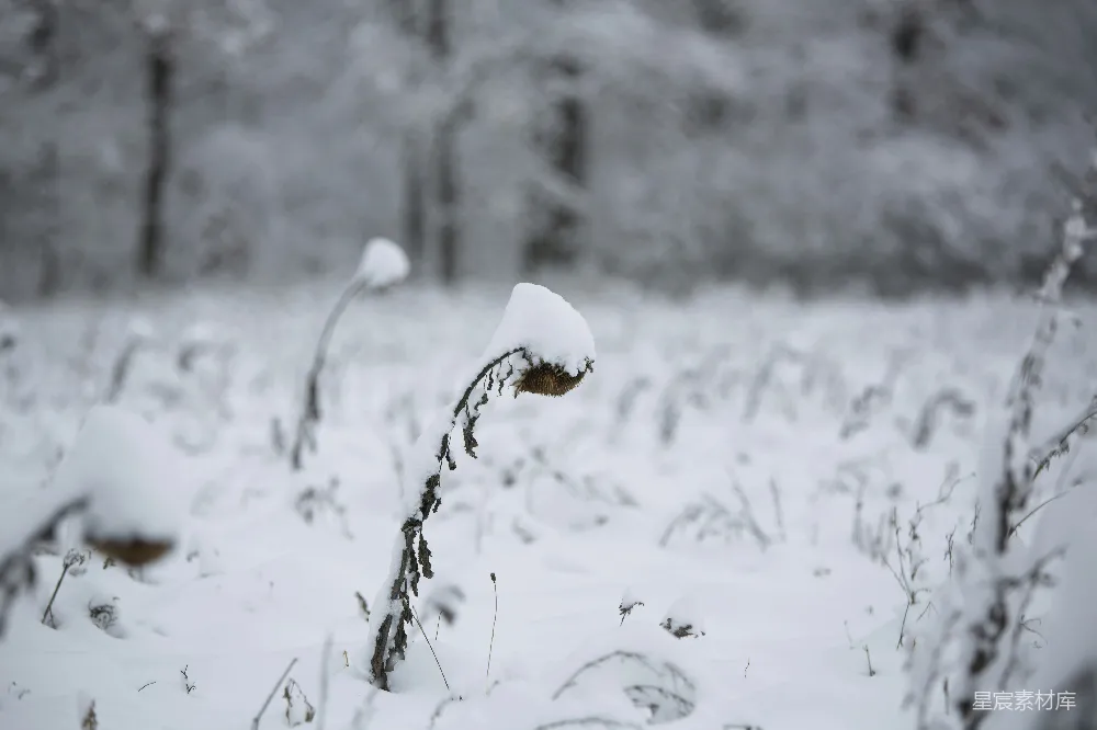 高清摄影 冬季 雪景 自然 静谧 冷色调 冬日里的雪地花