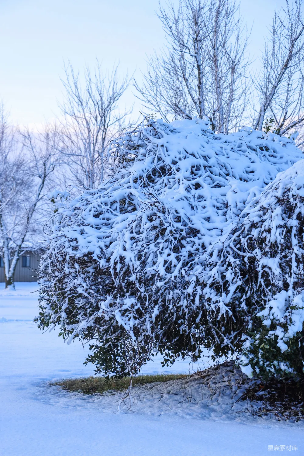 高清摄影 雪景 冬季 自然 植物 户外 雪中冬日的绿色植物